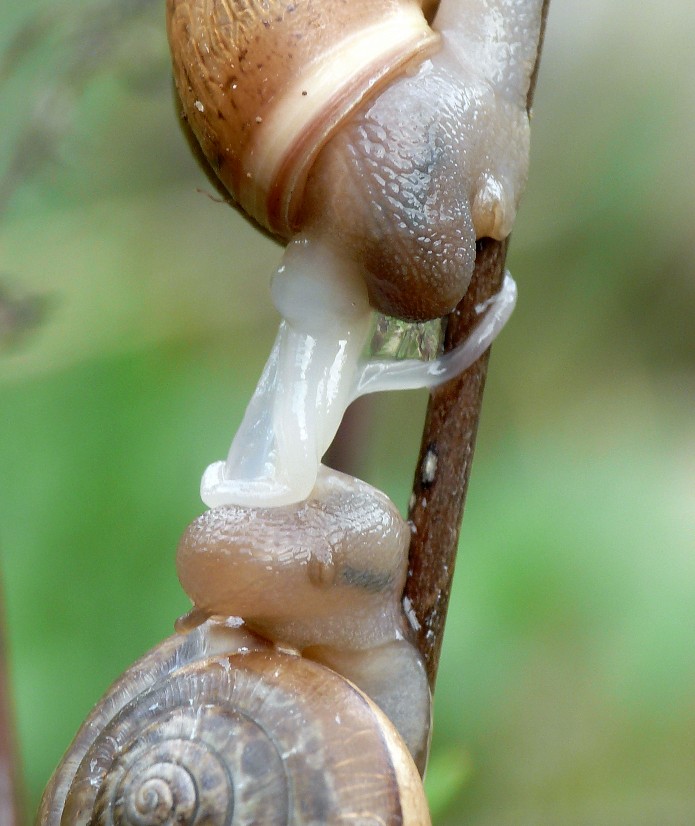 Accoppiamento di Monacha parumcincta